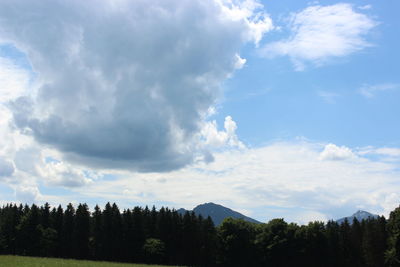 Low angle view of trees against sky