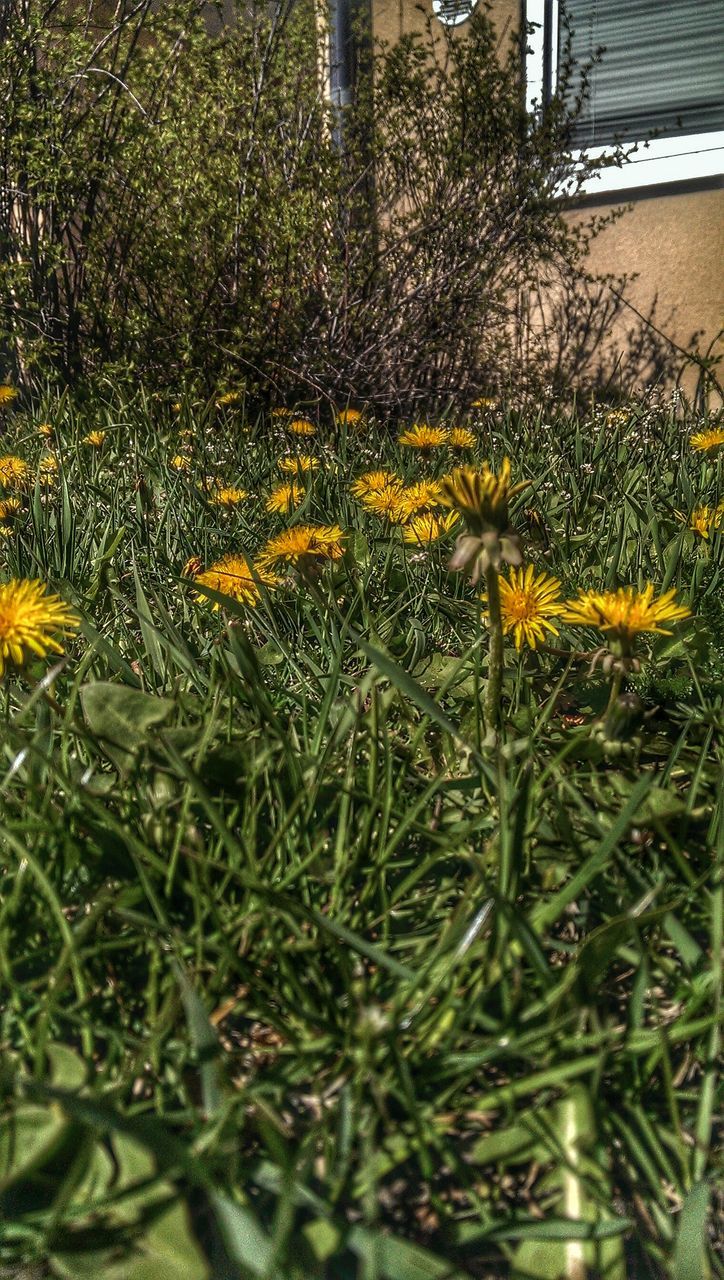 flower, growth, yellow, plant, freshness, field, nature, grass, beauty in nature, fragility, blooming, tranquility, outdoors, no people, day, sunlight, petal, growing, in bloom, season