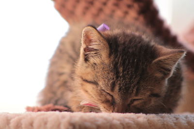 Close-up of cat sleeping