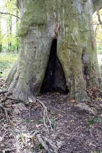 Close-up of tree trunk in forest