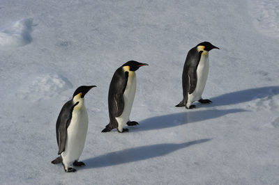 Flock of birds on snow