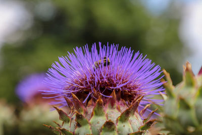 Close-up of purple thistle flower