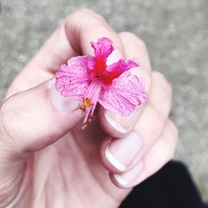 Close-up of hand holding pink flower