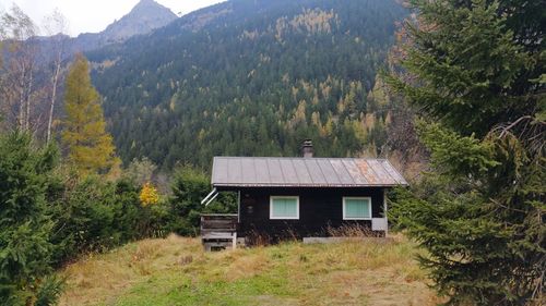 View of trees in forest