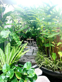 Potted plants in garden