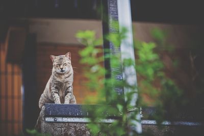 Low angle view of cat sitting outdoors