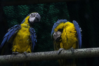 Low angle view of gold and blue macaws perching on pipe