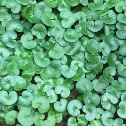 Full frame shot of fresh green plants
