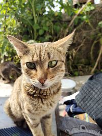 Close-up portrait of tabby cat against plants