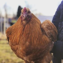 Close-up of rooster