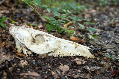 Close-up of animal skull on field