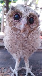 Close-up portrait of owl