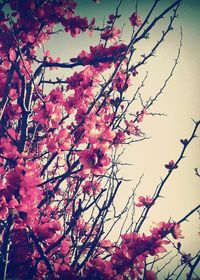 Low angle view of pink blossoms against sky