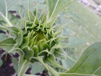 Close-up of plant