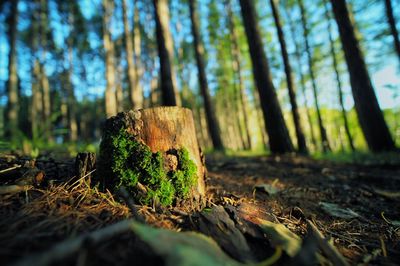 Surface level of tree stump in forest
