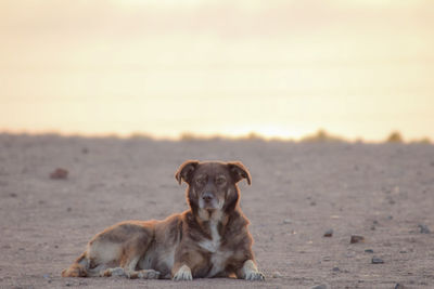 Portrait of dog sitting on land