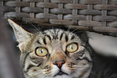 Close-up portrait of cat in basket