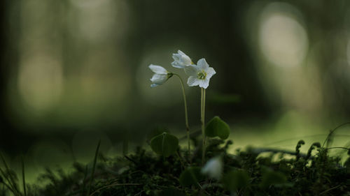 Close-up of white flowering plant on field