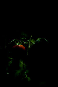 Close-up of vegetables against black background