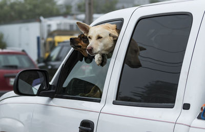 Two dogs are sticking their heads out of a car window while the car is parked in a parking lot.