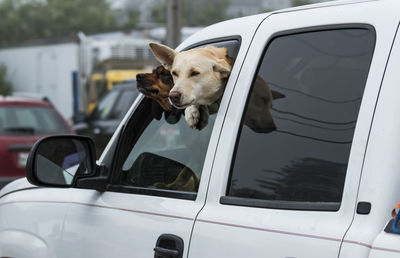 Dog in car