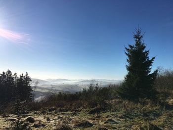 Trees in forest against clear sky during winter