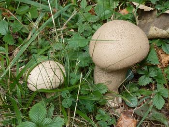 Close-up of mushroom growing in field