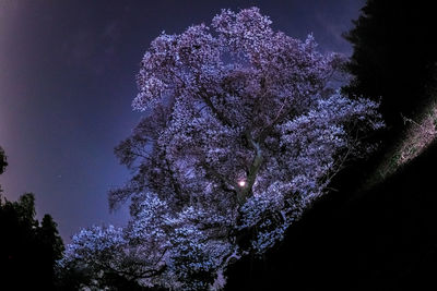 Low angle view of illuminated flowering tree against sky at night