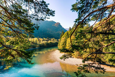 Scenic view of lake in forest against sky