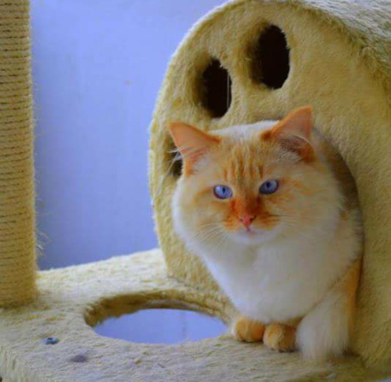 CLOSE-UP PORTRAIT OF CAT AGAINST GREEN WALL