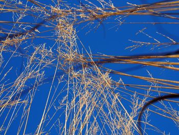 Low angle view of bare trees against clear blue sky