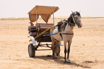 Horse cart on sand