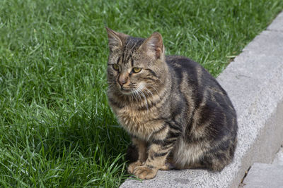 Cat sitting on grass