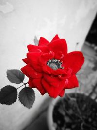 Close-up of red rose blooming outdoors