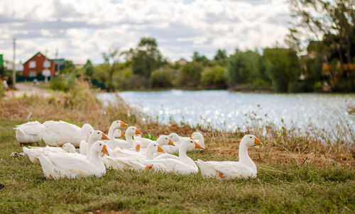 Geese resting on grassy lakeshore against sky