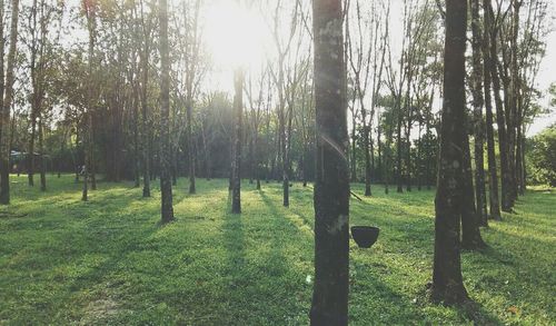 Trees in forest