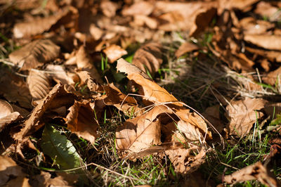 Close-up of snake on field