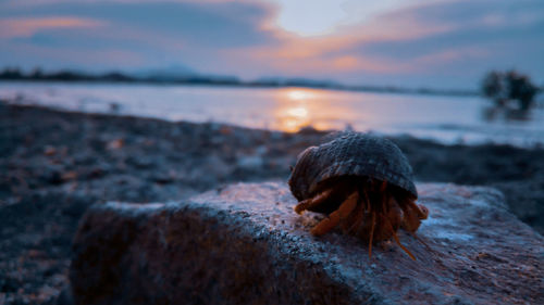 Close-up of shell on rock at beach against sky during sunset