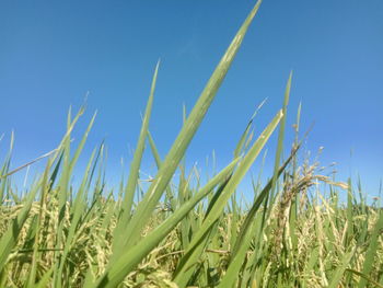 Close-up of crops growing on field against clear blue sky