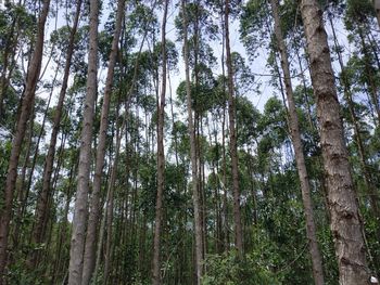 Low angle view of bamboo trees in forest