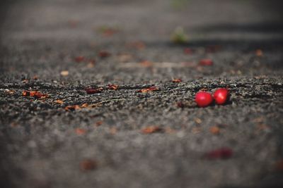 Close-up of red berries on road
