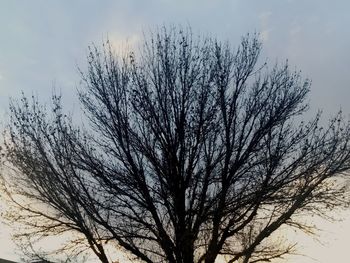 Low angle view of silhouette bare tree against sky