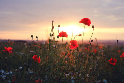 Close-up of red poppy flowers on field against sky