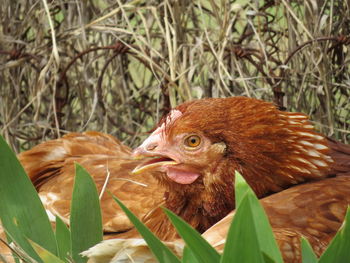 Close-up of a bird