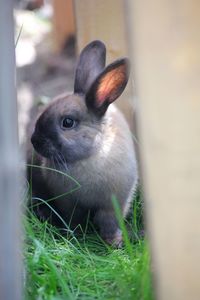 Close-up of a rabbit in the field