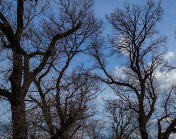 Low angle view of bare trees against blue sky