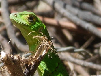 Close-up of lizard