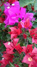 Close-up of pink flowers