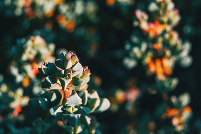 Close-up of flowering plant