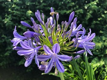 Close-up of purple flowers